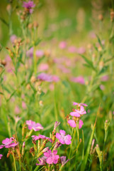 Pink wildflowers in green grass.