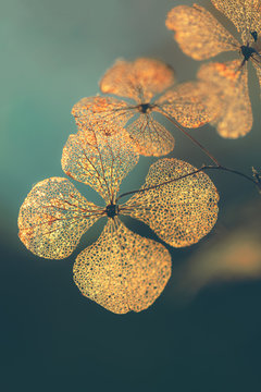 Selective focus on petal of dry hydrangea flower with nature green background