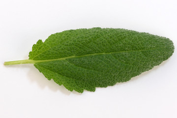 Fototapeta premium Leaf of spicy sage