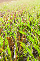 Old wheat and new wheat