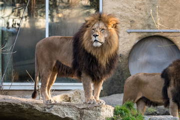 The lion, Panthera leo is one of the four big cats in the genus Panthera