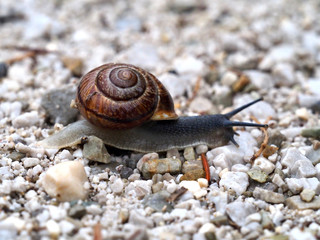 Eine Schnecke bewegt sich über Kieselsteine