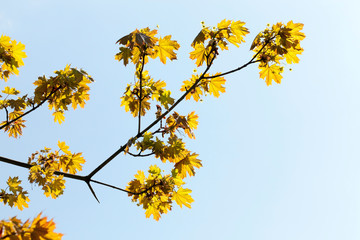 Maple foliage spring.