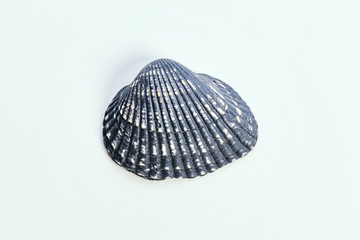 Sea shell on white background