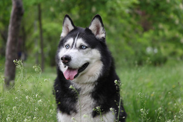 Blue eyed siberian husky spring/summer outdoor portrait in a park/forest. Cute adorable black and white dog. Off leash obedient dog.