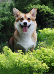 Naklejka na ściany i meble Red and white welsh corgi pembroke spring/summer outdoor portrait in the green park/ forest. Cute happy and healthy dog walking off leash.