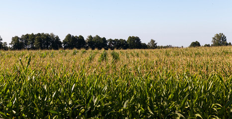 row corn field