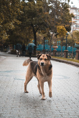 street animal. dog in street
