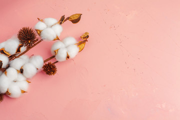 Cotton branch on pink background Flat lay Top view with space for text