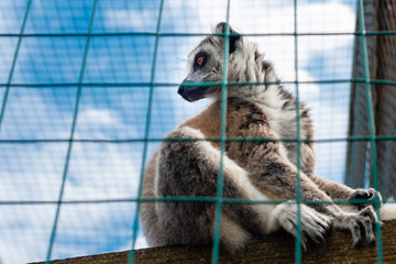 Ring-tailed lemur catta. Single Lemur staring directly at camera