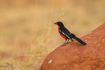 Crimson-breasted Gonolek - Laniarius atrococcineus, beautiful unique perching bird from African savannas and bushes, Namibia.