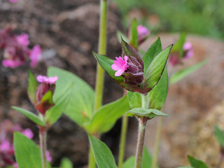 Obraz premium Nelkenblüte