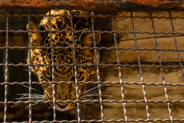 Fototapeta na wymiar Portrait of the Indian leopard, Panthera pardus, in a zoo in the open-air cage on the top tier
