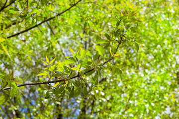 Spring trees detail branches.
