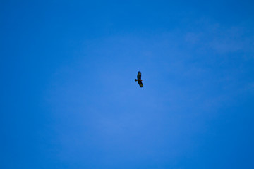 Majestic Buzzard looks for his prey from the sky