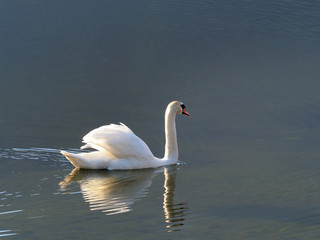 Schwan schwimmt in der Morgensonne im Aussee,  Bad Aussee, Steiermark, Österreich