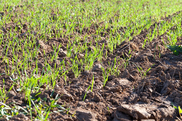 Sprout soil
