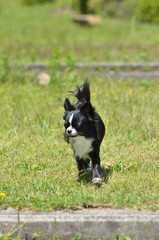 It is a picture of Chihuahuas taking a walk