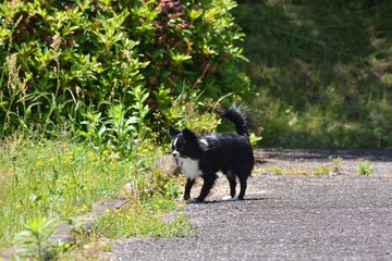 It is a picture of Chihuahuas taking a walk