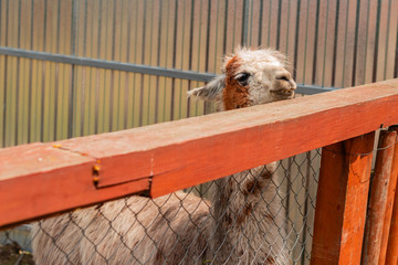 The white lama looks out of the open-air cage of a zoo in sunny summer day