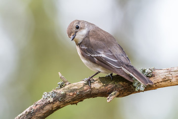 Fototapeta premium Flycatcher