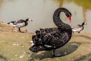 Obraz premium Beautiful black swan on the river bank. Wild migratory birds in a zoo