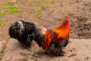 Beautiful multi-colored rooster with feathers on paws on the farmyard of a rural farm