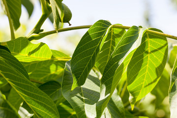 Walnut leaf in spring