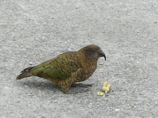 Neuseelands Wildlife