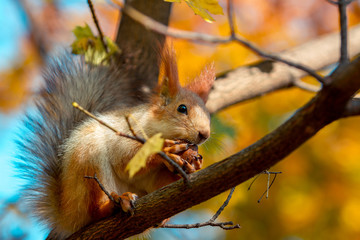 Squirrel eats a walnut on a tree branch