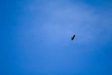 Majestic Buzzard looks for his prey from the sky