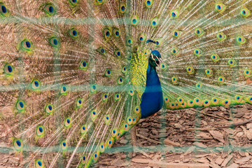 Obraz premium Portrait of beautiful peacock with feathers out. Peacock with fanned tail