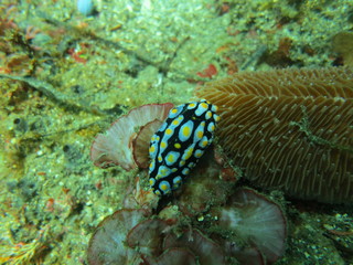 Babosa de mar en Bunaken