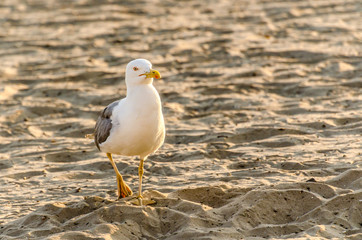 Porträt Möve gehen im Sand