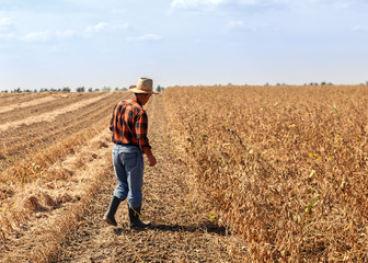 Naklejka na ściany i meble Senior farmer in soybean field supervises the harvest.