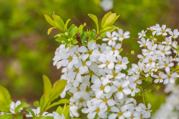 Spring outdoors, open white flowers,Spiraea prunifolia Sieb. et Zucc.