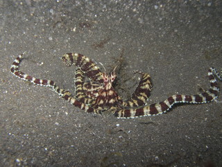 Pulpo camuflado en Lembeh
