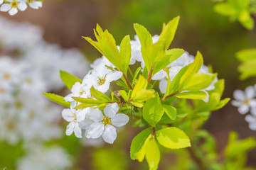 Spring outdoors, open white flowers,Spiraea prunifolia Sieb. et Zucc.