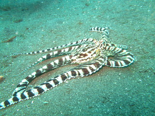 Pulpo camuflado en Lembeh