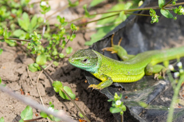 European green lizard (Lacerta viridis) warming its body on a black surface under April sun