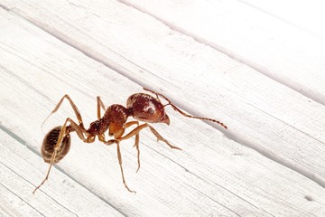 A small ant on a white table close-up