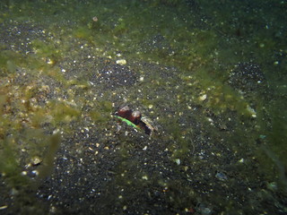 Pulpo camuflado en Lembeh