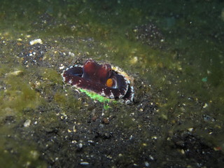 Pulpo camuflado en Lembeh