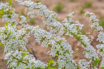 Spring outdoors, open white flowers,Spiraea prunifolia Sieb. et Zucc.