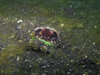Pulpo camuflado en Lembeh