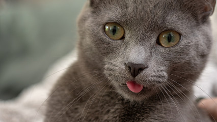 Naklejka na ściany i meble gray kittens sticking tongue out