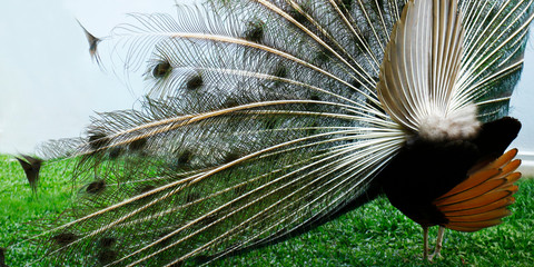 Obraz premium Peacock with tail in plume spread