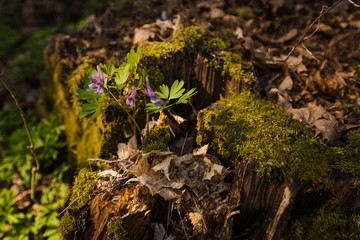 Spring flowers in oak forest