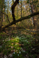 Spring flowers in oak forest
