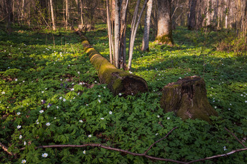 Spring flowers in oak forest
